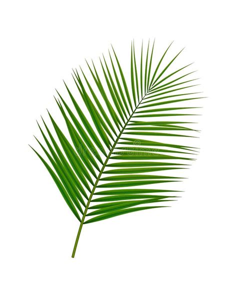 Palm Branch Realistic Composition Stock Illustration Illustration Of