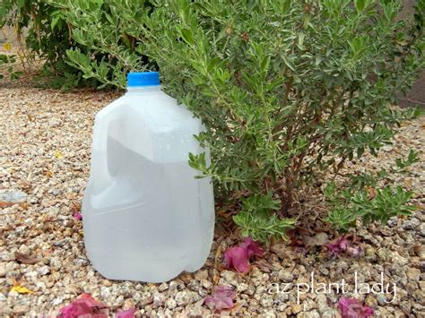 Maybe you would like to learn more about one of these? DIY Drip-Water Plants Using Milk Jugs - Birds and Blooms | Drip irrigation diy, Diy garden ...
