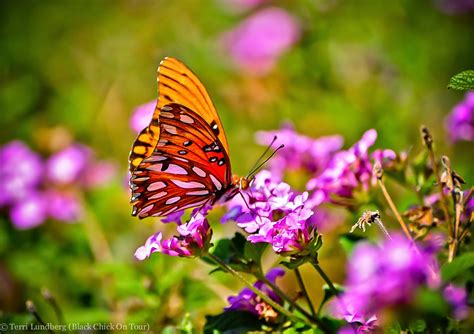 My Enchanting Cottage Garden Plants To Attract Butterflies To Your