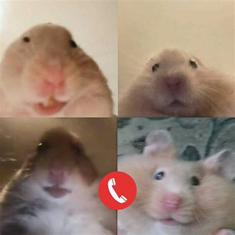 Imagens De Hamster Meme You Can Take Any Video Trim The Best Part