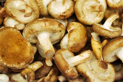 The 8 Japanese Mushrooms And Their Health Benefits