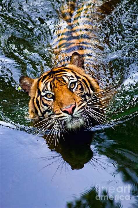 Tiger Sumatran Photograph By Robert Cinega Pixels