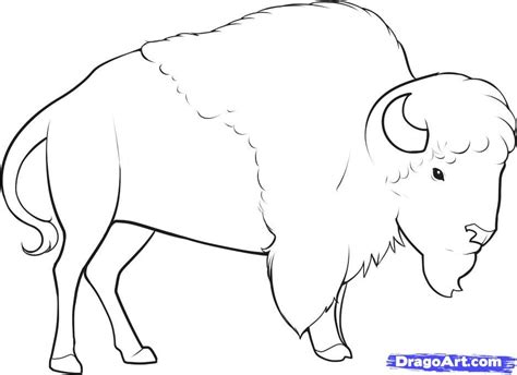 How To Draw An Easy Buffalo At How To Draw