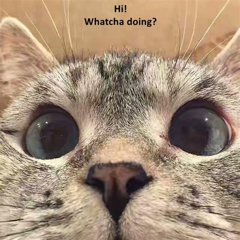 How are you doing is one of the most common greetings in the english language. Hi! Whatcha doing? - I Can Has Cheezburger?