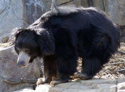Urso preguiça Vida em Destaque FCiências