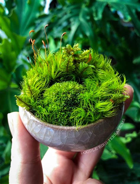 Grow Your Own Miniature Wabi Kusa Dish Garden Filled With A Variety Of