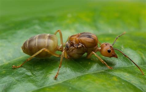 Florida Bugs 101 A Guide To Common Lawn Pests Cutters Edge