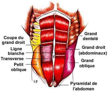 Anatomie Des Abdominaux