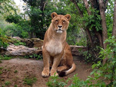 2012 African Lion 28 By Lena Panthera On Deviantart