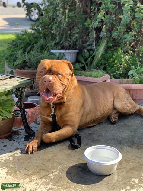 Male French Mastiff Stud Stud Dog In Central California The United
