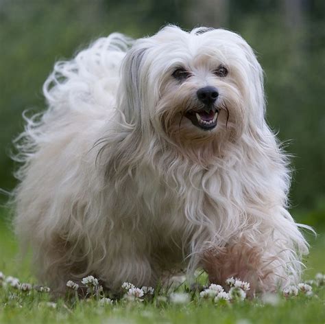 Great with children and their adoptive families, the bedlington can be very competitive with other dogs and is a noted hunter. 14 Curly-Haired Dogs That'll Have the Same 'Do As You in ...