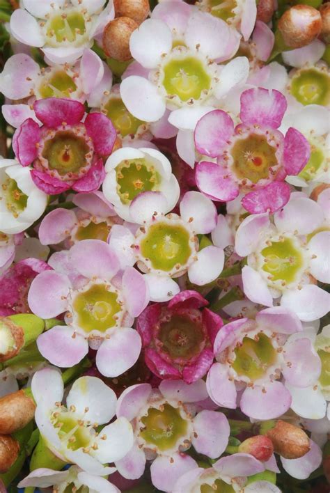 Chamelaucium 'Marshmallow Delight' Wax Flower - The Plant Cellar