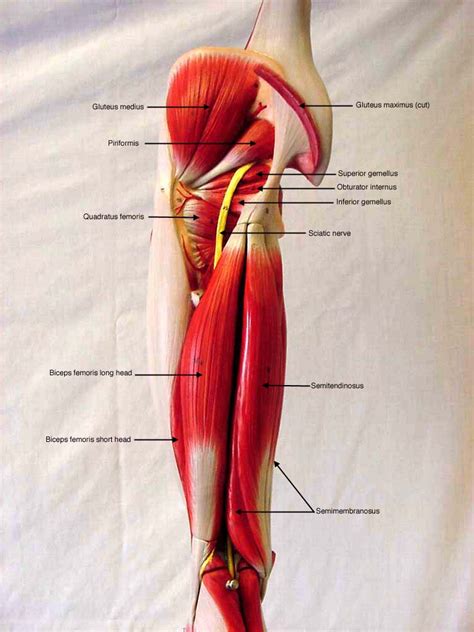 Leg Model Posterior View Labeled Muscles Leg Muscles Anatomy Leg My