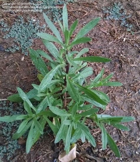 Hours may change under current circumstances Plant Identification: CLOSED: two southern California ...