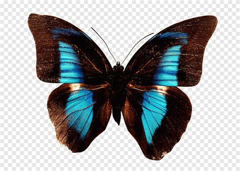 Arthropod Brush Footed Butterfly Png Pngegg