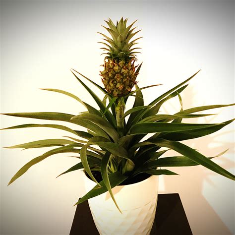 How To Grow A Pineapple Eatingwell