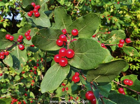 tartarian honeysuckle | Red berries, Berries, Honeysuckle berries