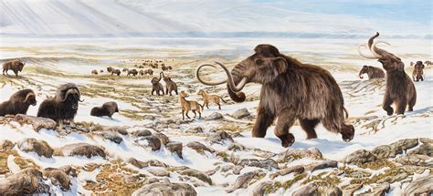 Camels played a big role, in that they allowed the arabs to quickly mobilize and shift reinforcements and supplies from one theater of operations to the other, across difficult desert terrain that their opponents didn't expect an attack from. Ice Age Animals | Yukon Beringia Interpretive Centre