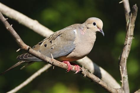 Male Mourning Doves