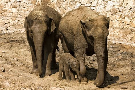 Elefantes De Zoológico Protegen A Sus Crías Ante Alarma De Ataque En