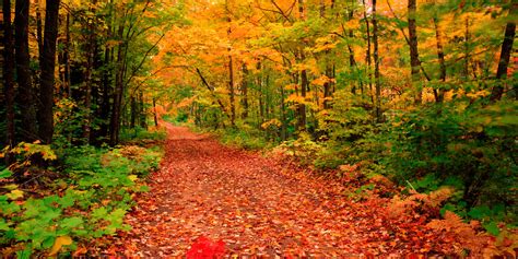 Woodland Walks for Autumn and Winter | HuffPost UK