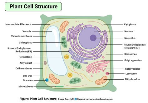 Eukaryotic Cells Definition Characteristics Structure Examples