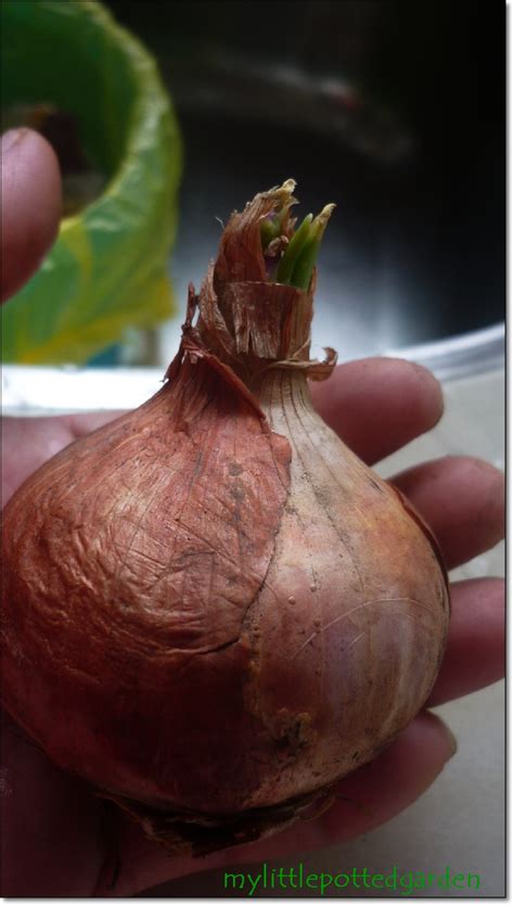 I have done this many times with my sprouted onions in the kitchen. My Little Potted Garden: How I Plant Sprouted Onions