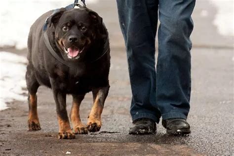 Fat Pets Obsessed With Chocolate And Treats Balloon To More Than Double