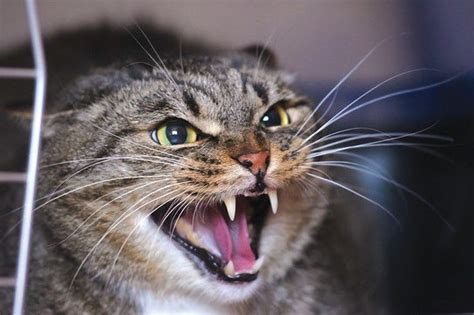 Aggression In Cats Pet Nurture