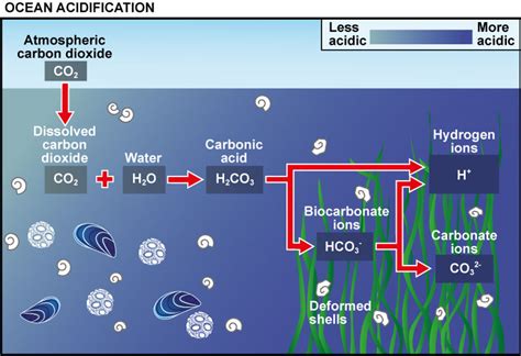 Ocean Acidification Marine Science Institute Blog