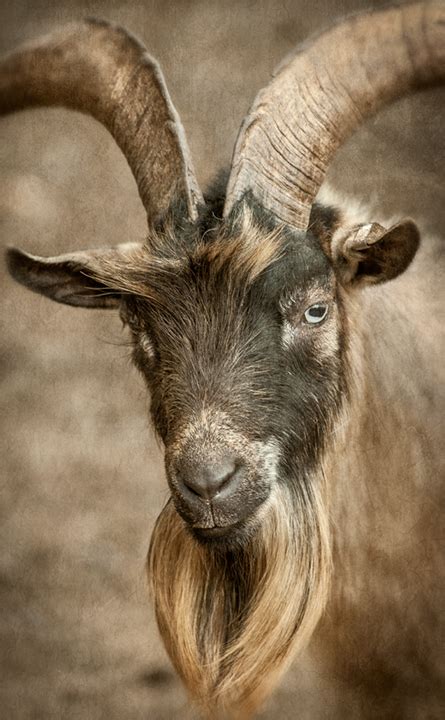 Dan Routh Photography Pygmy Goats