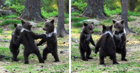 Photographer Discovers Three “dancing” Bear Cubs Having Fun In Finnish