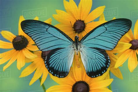 Herbs and flowers with butterfly background. Sammamish Washington Photograph of Butterfly on Flowers ...