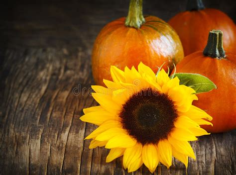 Autumn Pumpkins And Sunflower Stock Photo Image 59747862