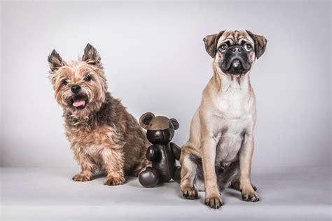 Attachment Beautiful And Amusing Dog Portraits By Rolf Flor 24