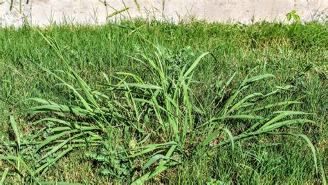 When Does Crabgrass Die What You Need To Know About The Weeds Life Span
