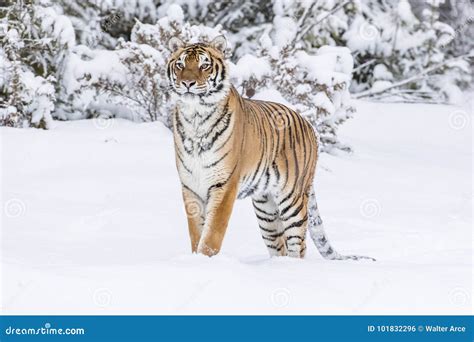 Bengal Tiger In The Snow Stock Photo Image Of Hunter 101832296