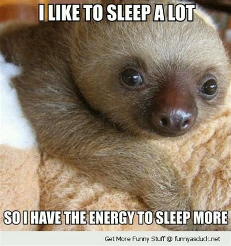 Cute Quote W Adorable Baby Sloth Why I Sleep A Lot Funny Animal