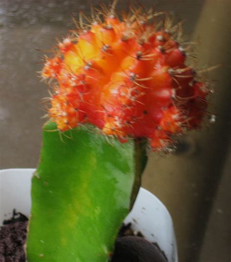 Cactus plants can grow new plants from pieces cut from the main cacti. We provide non-chlorophyll rare cactus plants grafted on ...