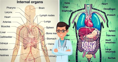 Internal Organs Of The Body Images Human Body Internal Organs Medical