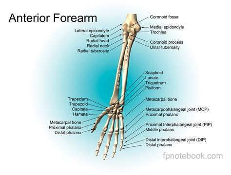 Human Arm Bone Anatomy Forearm Anatomy Bones Forearm Anatomy