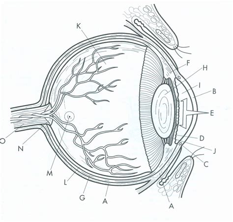 Eye Diagram Diagram Quizlet