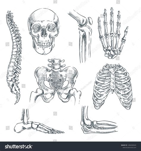 Human skeleton, bones and joints. Vector sketch isolated illustration ...