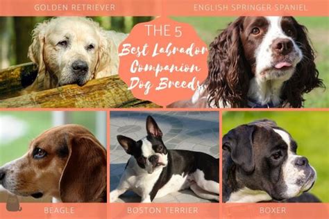 5 Labrador Companion Dog Breeds For Best Compatibility With Photos