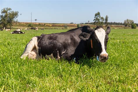 Sapi Perah Dari Holstein Berkembang Biak Friesian Merumput Di Ladang