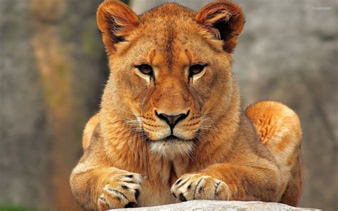 Lioness Wallpapers Wallpaper Cave