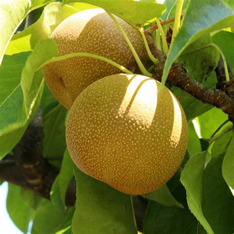 What are the fruit trees? Shinseiki Asian Pear Tree: Fruit Trees from Gurneys