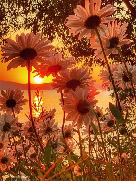 Pin By Elizabeth Master On Sunsets Good Morning Beautiful Flowers