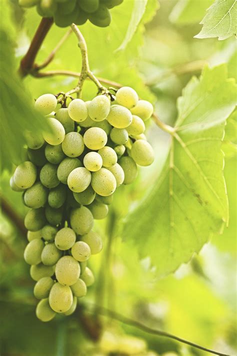 Many fruit trees take years to produce your first harvest. Carlos Scuppernong Grape | Scuppernong, Fast growing trees ...