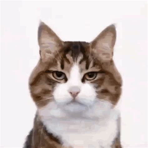 Animasi Bergerak Kucing Lucu   Images Download Imagesee